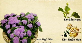 Khỏi ngay viêm xoang bằng mẹo chữa bệnh từ cây hoa ngũ sắc